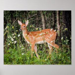 Baby Animals Fawn Deer Poster