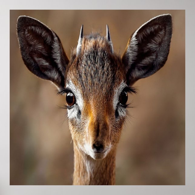 Baby Antelope Poster (Vorne)