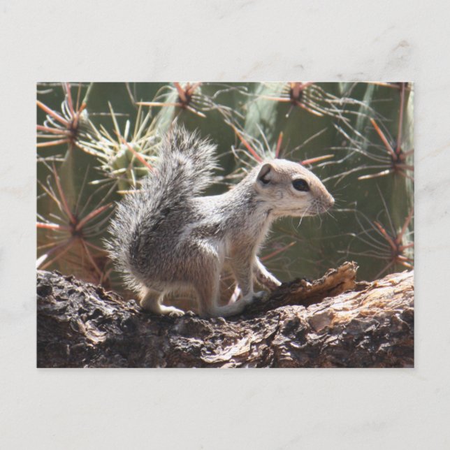 Baby Antelope Squirrel Postcard Postkarte (Vorderseite)