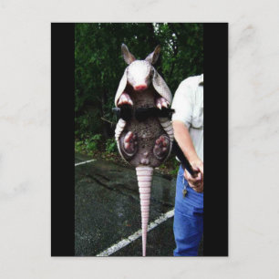 Baby Armadillo Postkarte