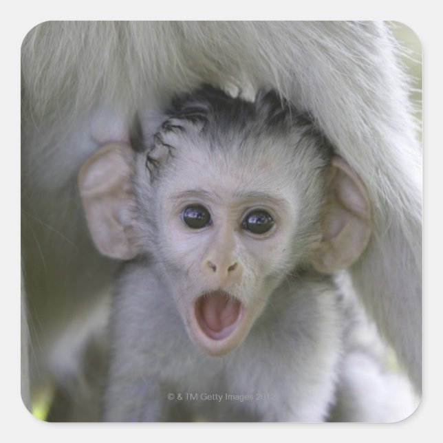 Baby-Baboon unter seiner Mutter Quadratischer Aufkleber (Vorderseite)