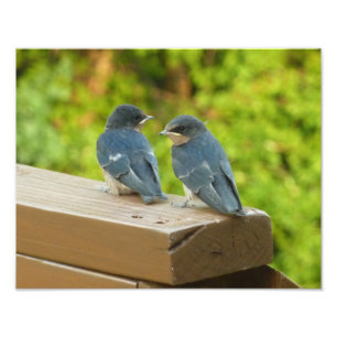 Baby-Barn-Schwalben Natur Vogel Fotografie