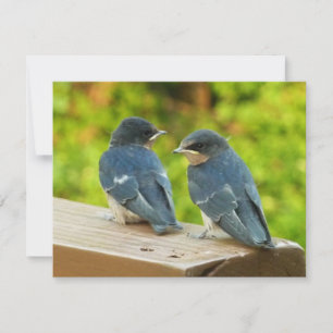 Baby-Barn-Schwalben Natur Vogel Fotografie Karte
