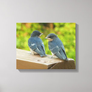 Baby-Barn-Schwalben Natur Vogel Fotografie Leinwanddruck