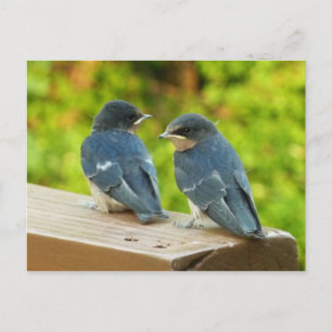 Baby-Barn-Schwalben Natur Vogel Fotografie Postkarte