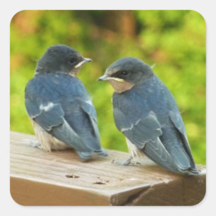 Baby-Barn-Schwalben Natur Vogel Fotografie Quadratischer Aufkleber