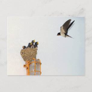 Baby Barn Schwalben werden von ihrer Mutter gefütt Postkarte