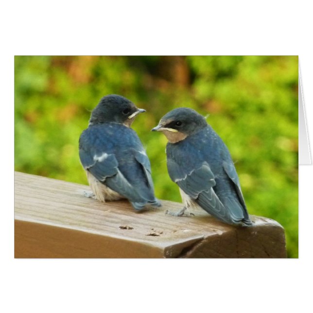 Baby Barn Swallows Nature Bird Fotografy (Vorderseite (Horizontal))