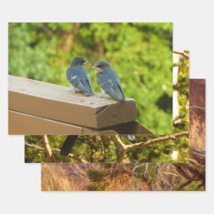 Baby Barn Swallows Nature Bird Fotografy Geschenkpapier Set