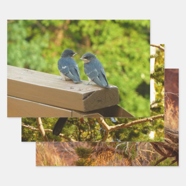 Baby Barn Swallows Nature Bird Fotografy Geschenkpapier Set (Set)