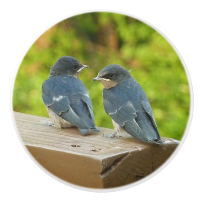 Baby Barn Swallows Nature Bird Fotografy Keramikknauf (Vorderseite)