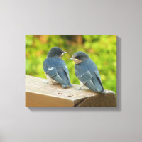 Baby Barn Swallows Nature Bird Fotografy