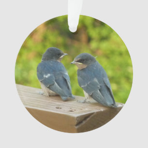 Baby Barn Swallows Nature Bird Fotografy Ornament