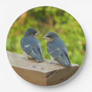 Baby Barn Swallows Nature Bird Fotografy Pappteller