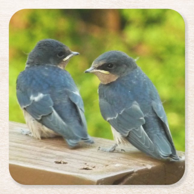 Baby Barn Swallows Nature Bird Fotografy Rechteckiger Pappuntersetzer (Vorderseite)