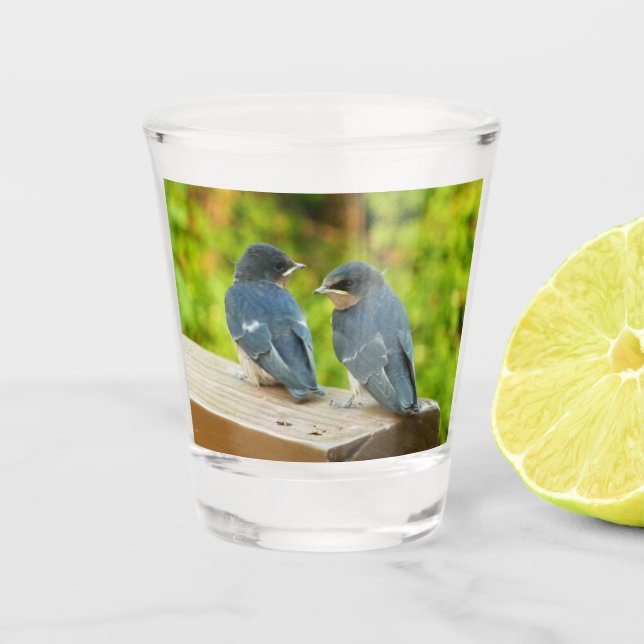 Baby Barn Swallows Nature Bird Fotografy Schnapsglas (Vorderseite)