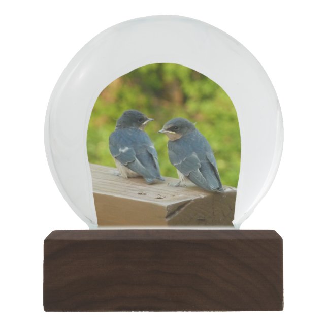 Baby Barn Swallows Nature Bird Fotografy Schneekugel (Vorderseite)