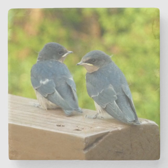 Baby Barn Swallows Nature Bird Fotografy Steinuntersetzer (Vorderseite)