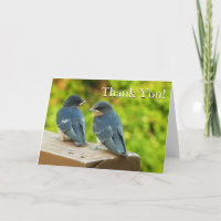 Baby Barn Swallows Nature Vielen Dank