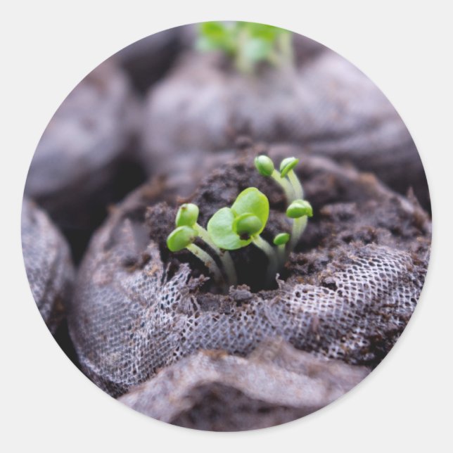 Baby Basil Pflanze Runder Aufkleber (Vorderseite)