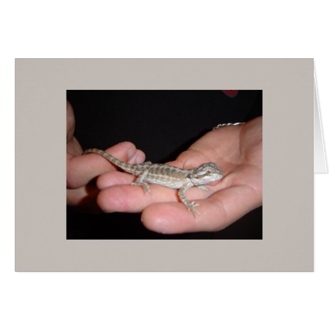 Baby Bearded Dragon (Vorderseite (Horizontal))