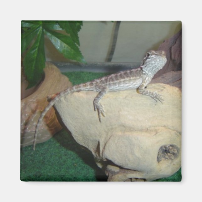 Baby Bearded Dragon Magnet (Vorne)