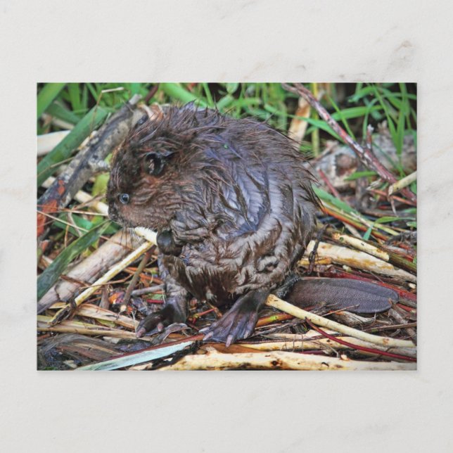Baby Beaver Foto Postkarte (Vorderseite)