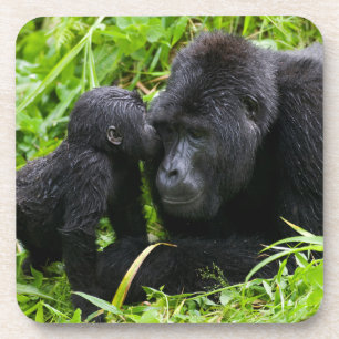 Baby-Berggorilla küsst Silberrücken-Gorilla Getränkeuntersetzer