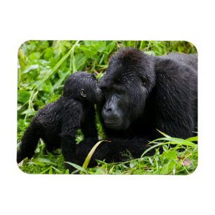 Baby-Berggorilla küsst Silberrücken-Gorilla Magnet