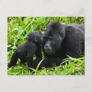 Baby-Berggorilla küsst Silberrücken-Gorilla Postkarte