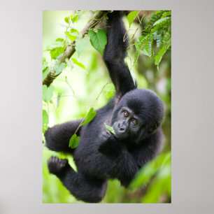 Baby-Berggorilla spielt im Regenwald Poster
