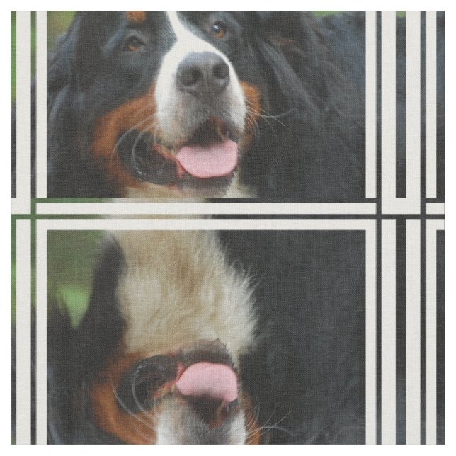 Baby Bernese Gebirgshund Stoff (Nahaufnahme)