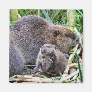 Baby-Biber und Familien-Foto Magnet