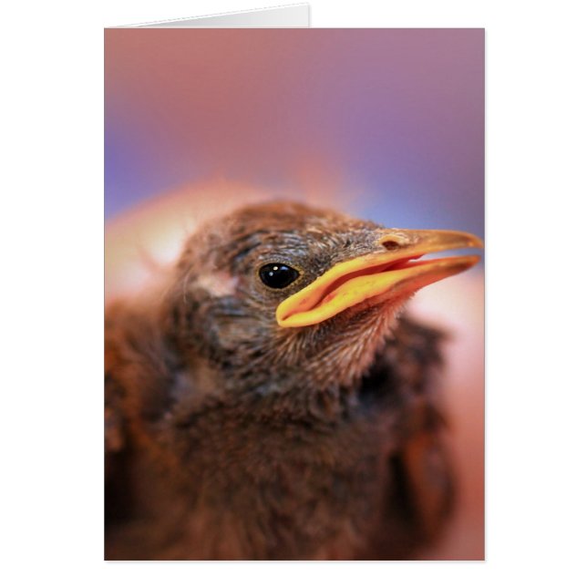 Baby Bird (Vorne)