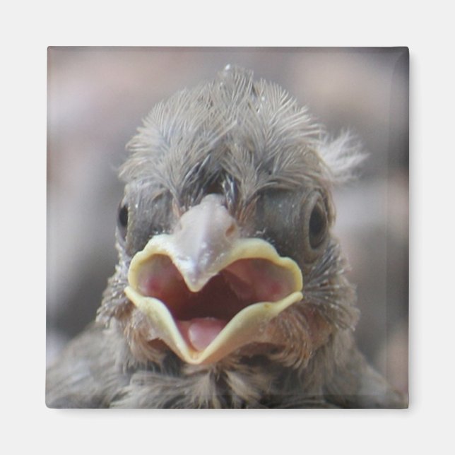 Baby Bird Attitude Magnet (Vorne)
