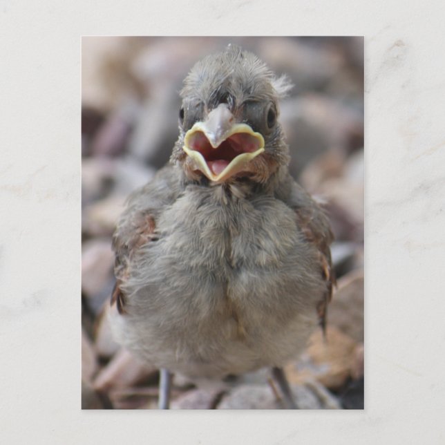 Baby Bird Attitude Postcard Postkarte (Vorderseite)