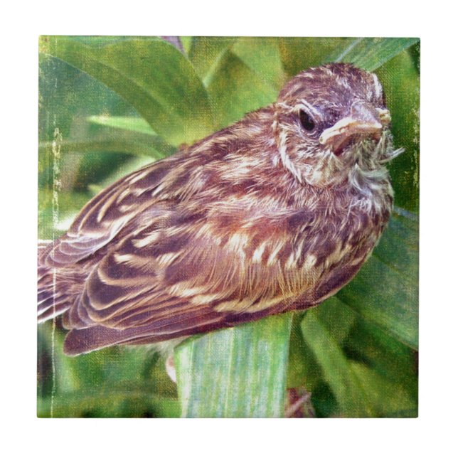 Baby Bird Fliese (Vorderseite)