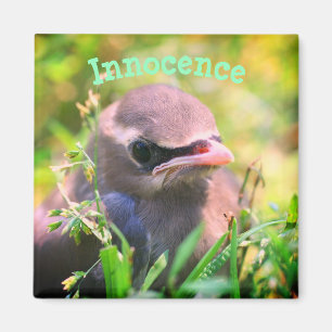 Baby Bird Innocence Inspiration Magnet