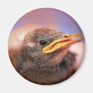 Baby Bird Magnet