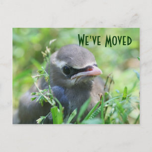 Baby Bird Nouvelle adresse Carte postale Nature