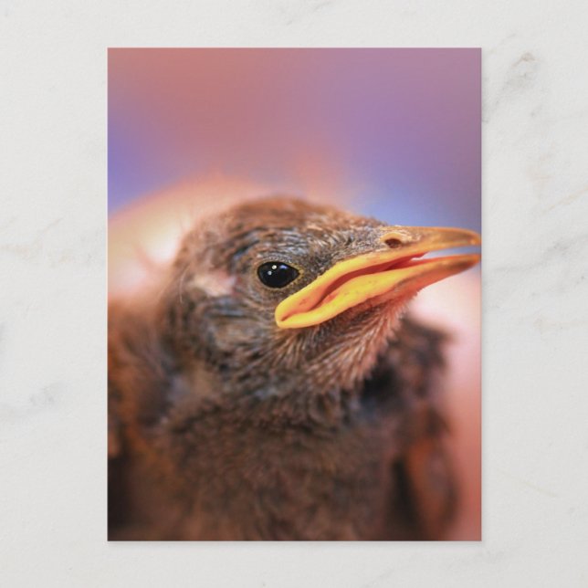 Baby Bird Postkarte (Vorderseite)