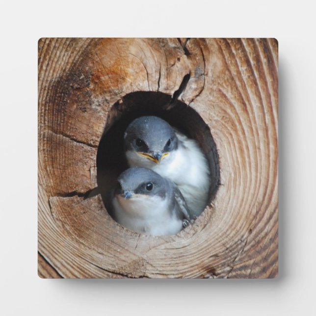 Baby Birds Fotoplatte (Vorderseite)