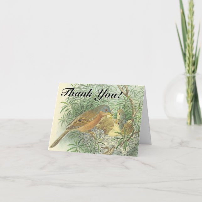 Baby Birds in einem Nest "Danke!" Postkarte (Vorderseite)