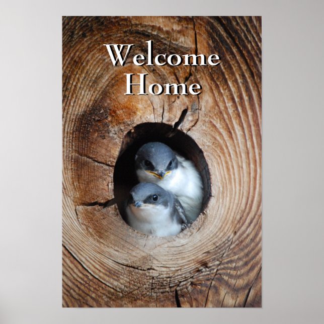 Baby Birds Poster (Vorne)