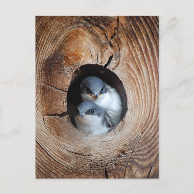 Baby Birds Postkarte (Vorderseite)