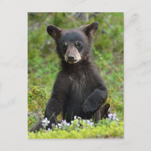 Baby Black Bear Postkarte (Vorderseite)
