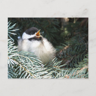Baby Black Capped Chickadee - Postkarte