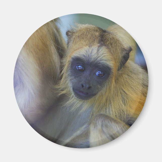 Baby Black Howler Monkey Magnet (Vorne)