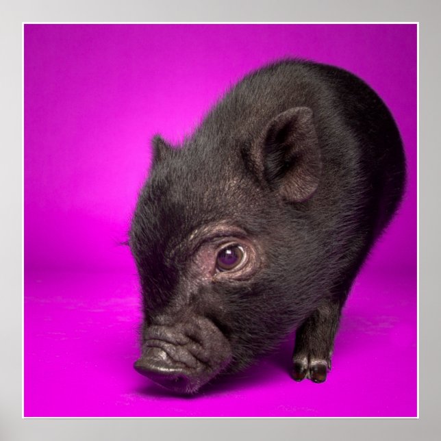 Baby Black Pig Poster (Vorne)
