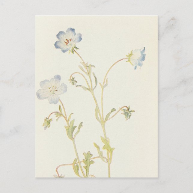 Baby Blue-Eyes von Margaret Armstrong Postkarte (Vorderseite)
